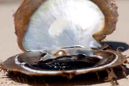 pinctada maxima south sea pearl Pearls Only Australia Pearls Only Australia Save up to 80 with Pearls Only Australia