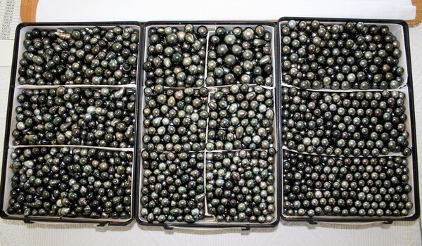 Tahitian pearls stored in boxes